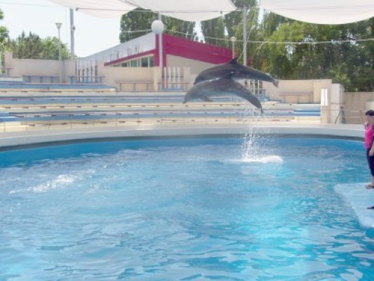 Unul dintre cei trei delfini aduşi din China, Pei Pei, a murit!